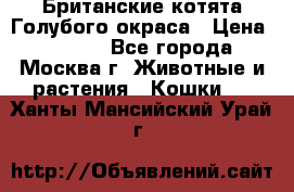 Британские котята Голубого окраса › Цена ­ 8 000 - Все города, Москва г. Животные и растения » Кошки   . Ханты-Мансийский,Урай г.